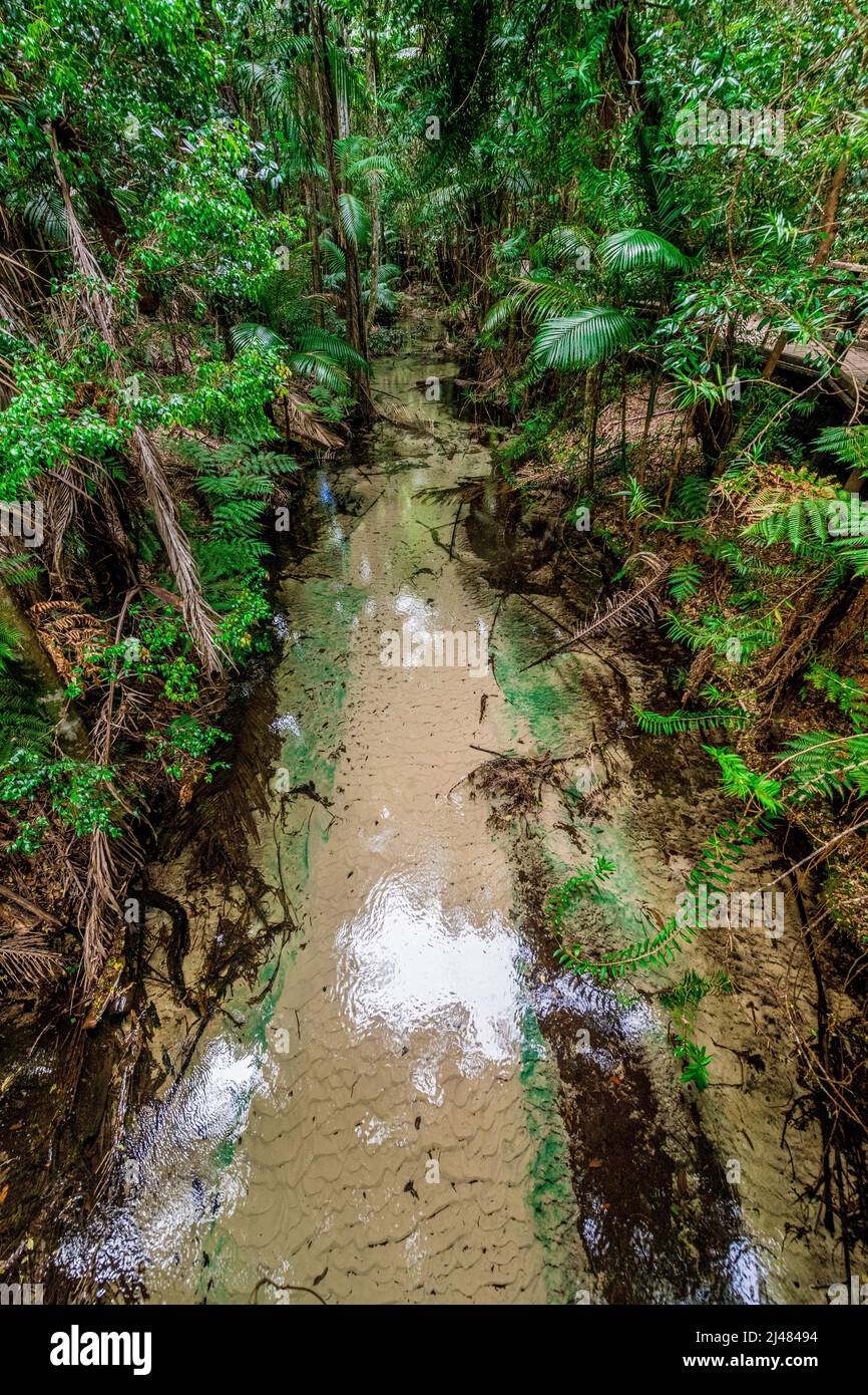 Wanggoolba Creek con le sue acque cristalline si snoda attraverso la valle della foresta pluviale vicino alla stazione centrale di Fraser Island, Queensland, Australia Foto Stock