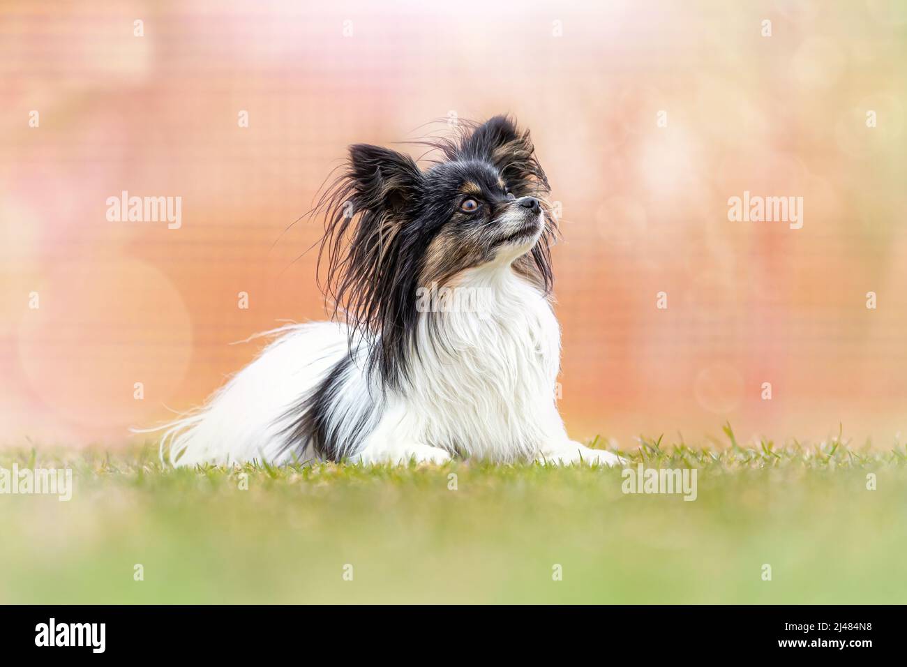 Ritratto di un carino papillon cane sdraiato su un prato Foto Stock