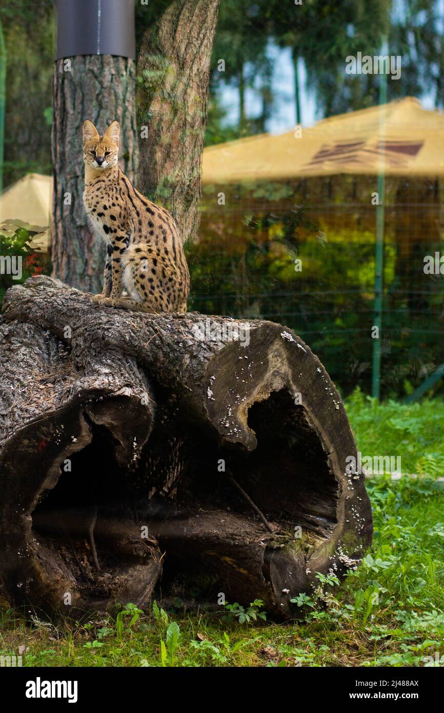 Serval siede su un albero sgranato nello Zoo Foto Stock