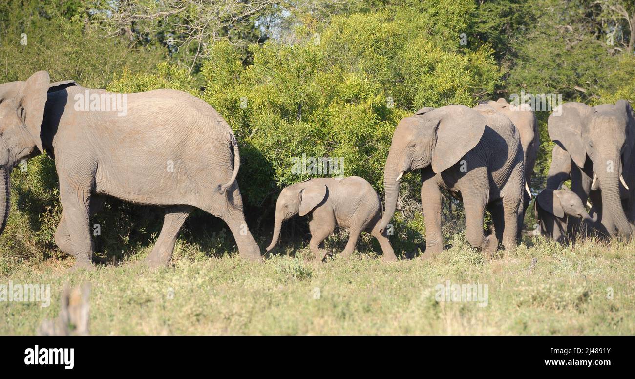 Una grande mandria di elefanti africani con giovani, sulla loro strada verso il fiume per un drink. Parco Nazionale di Kruger, Sudafrica. Foto Stock