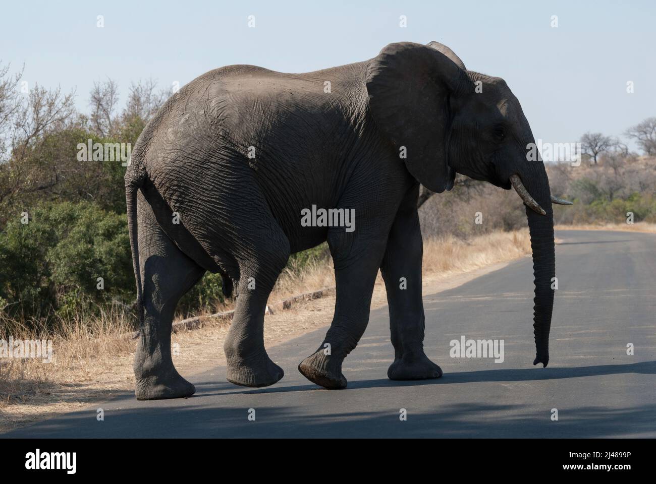 Un grande elefante africano nel Parco Nazionale di Kruger, Sudafrica Foto Stock