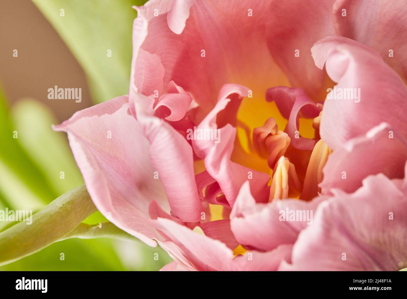 Tulipani a forma di peonia foto in un bouquet. Macro foto di fiori. Il concetto di primavera e di festa, regali per marzo 8 giornata internazionale delle donne. Vista frontale. Foto Stock
