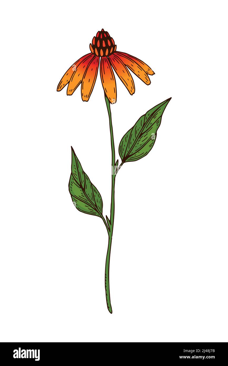 Illustrazione vettoriale botanica colorata disegnata a mano di un'echinacea fiorente. Disegno di pianta del prato Illustrazione Vettoriale