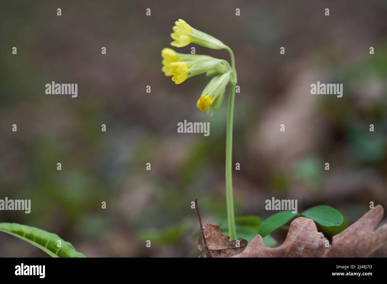 Pianta medicinale Primula veris nella foresta. Conosciuto come cowslip, cowslip comune o primrose cowslip. Fiore giallo selvatico che cresce nelle foglie. Foto Stock