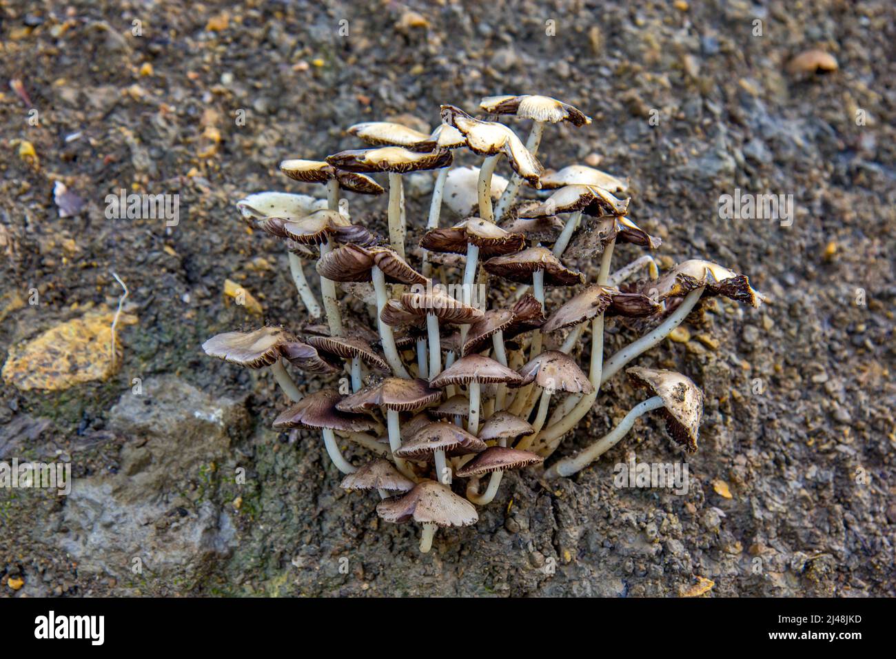 Anello delle fate Champignon, anelli dell'Elfo - Oreades del Marasmius Foto Stock