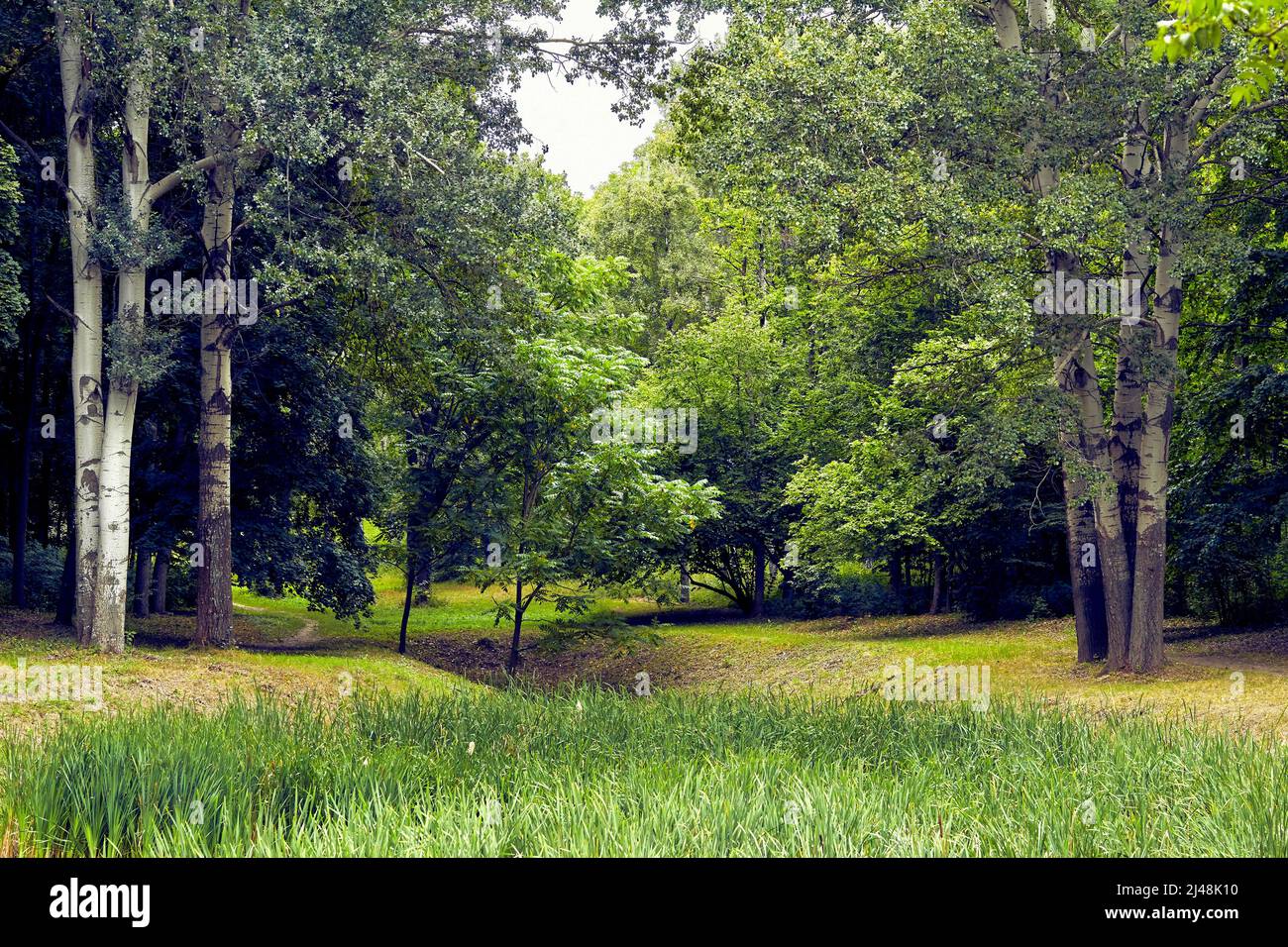 Parco forestale verde con alberi sui lati e un sentiero Foto Stock