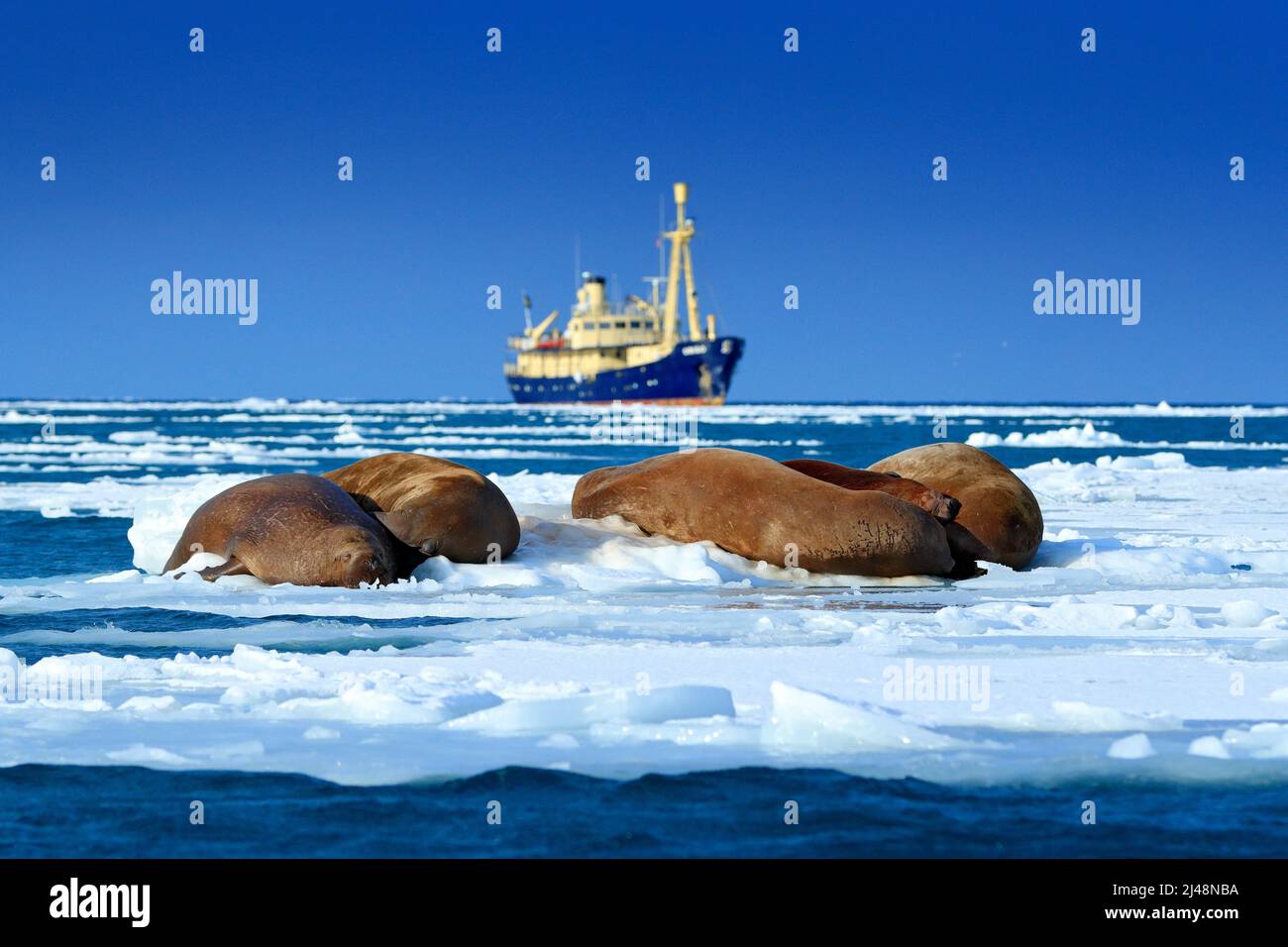 Crociera artica in ghiaccio. Il valro, Odobenus rosmarus, si stacca dalle acque blu sulla spiaggia di ciottoli, barca sfocata sullo sfondo, Svalbard, Norvegia. Vaso i Foto Stock