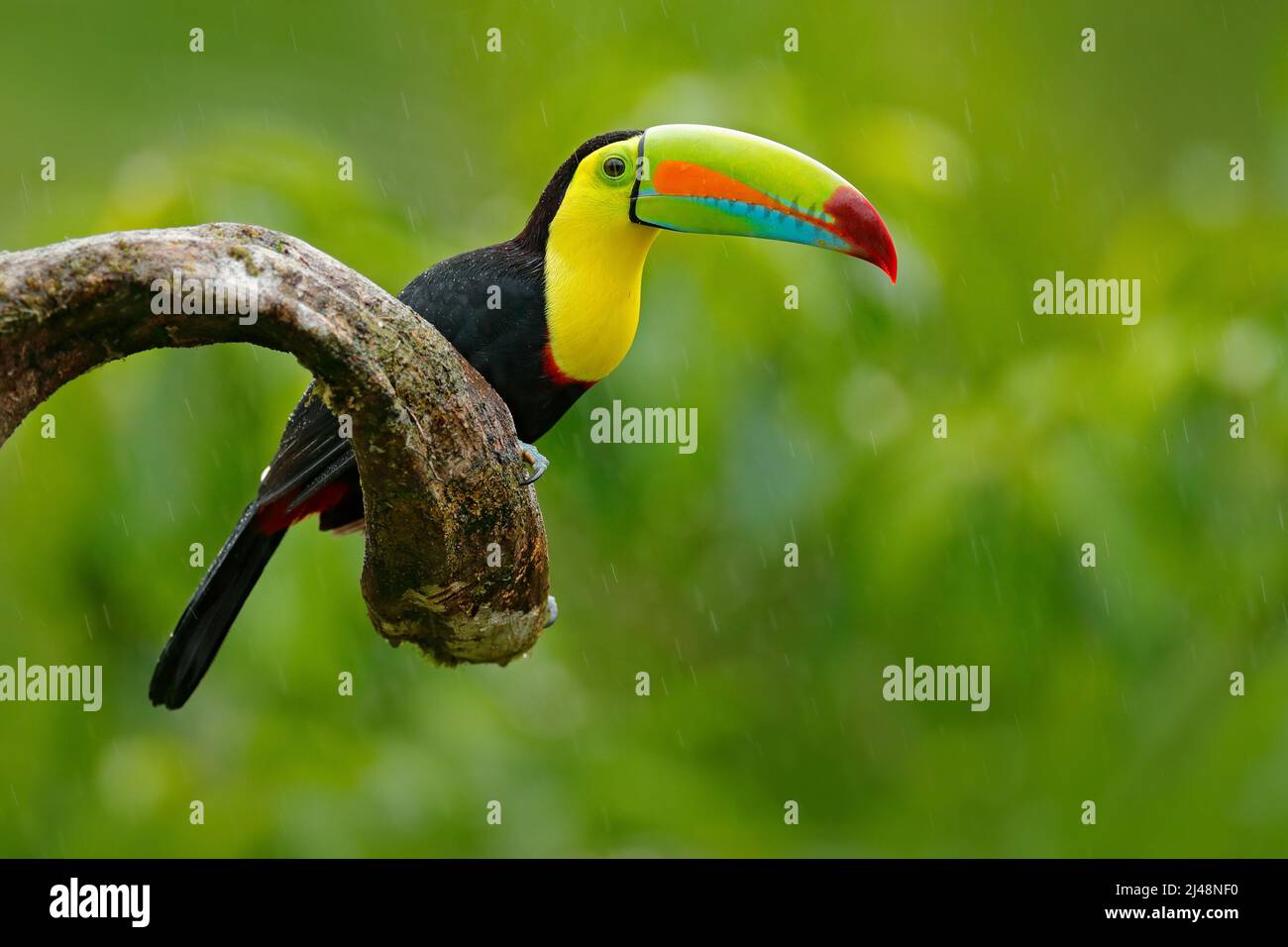Chiglia fatturati Toucan, Ramphastos sulfuratus, uccello con big bill. Toucan seduta sul ramo nella foresta, vegetazione verde, Nicaragua. Viaggi Natura Foto Stock
