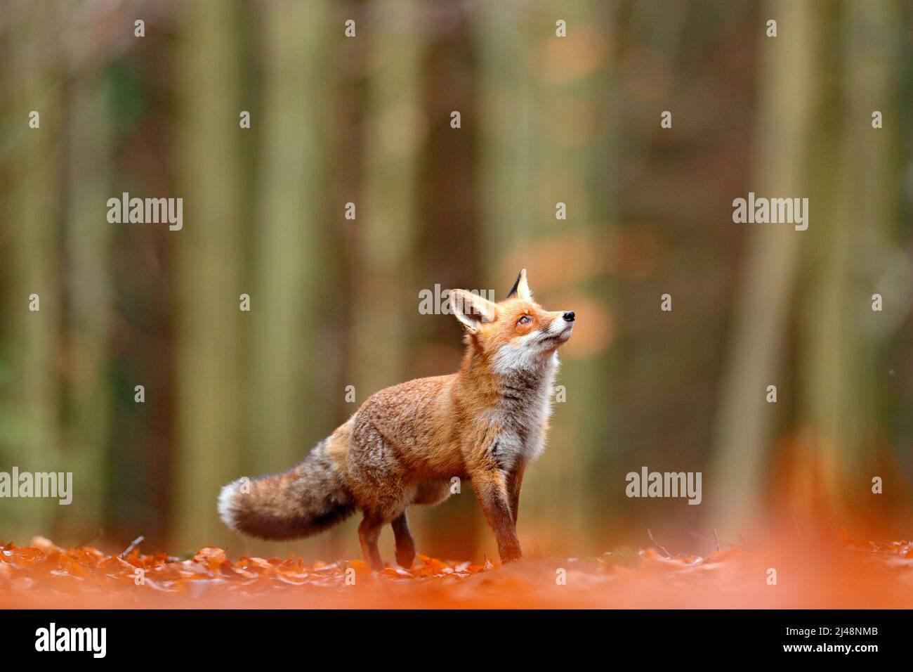 Cute Red Fox, Vulpes vulpes, foresta autunnale. Bellissimo animale nell'habitat naturale. Volpe arancione, ritratto dettagliato, ceco. Scena della fauna selvatica dal nat selvatico Foto Stock