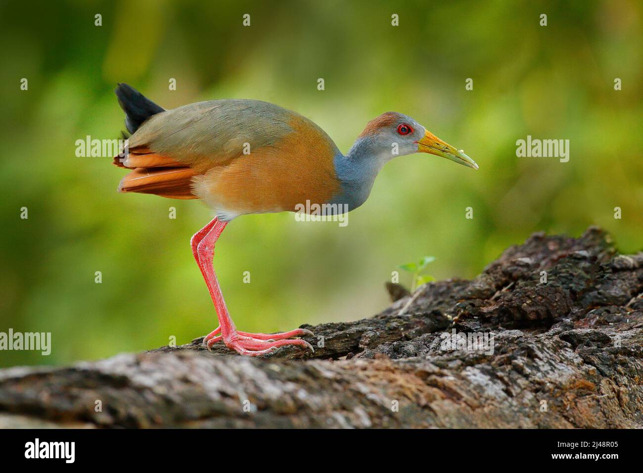 Wood-Rail a collo grigio, Aramides cajanea, camminando sul tronco d'albero in natura. Heron nella foresta tropicale scura. Uccello nella natura foresta habitat. Anim Foto Stock