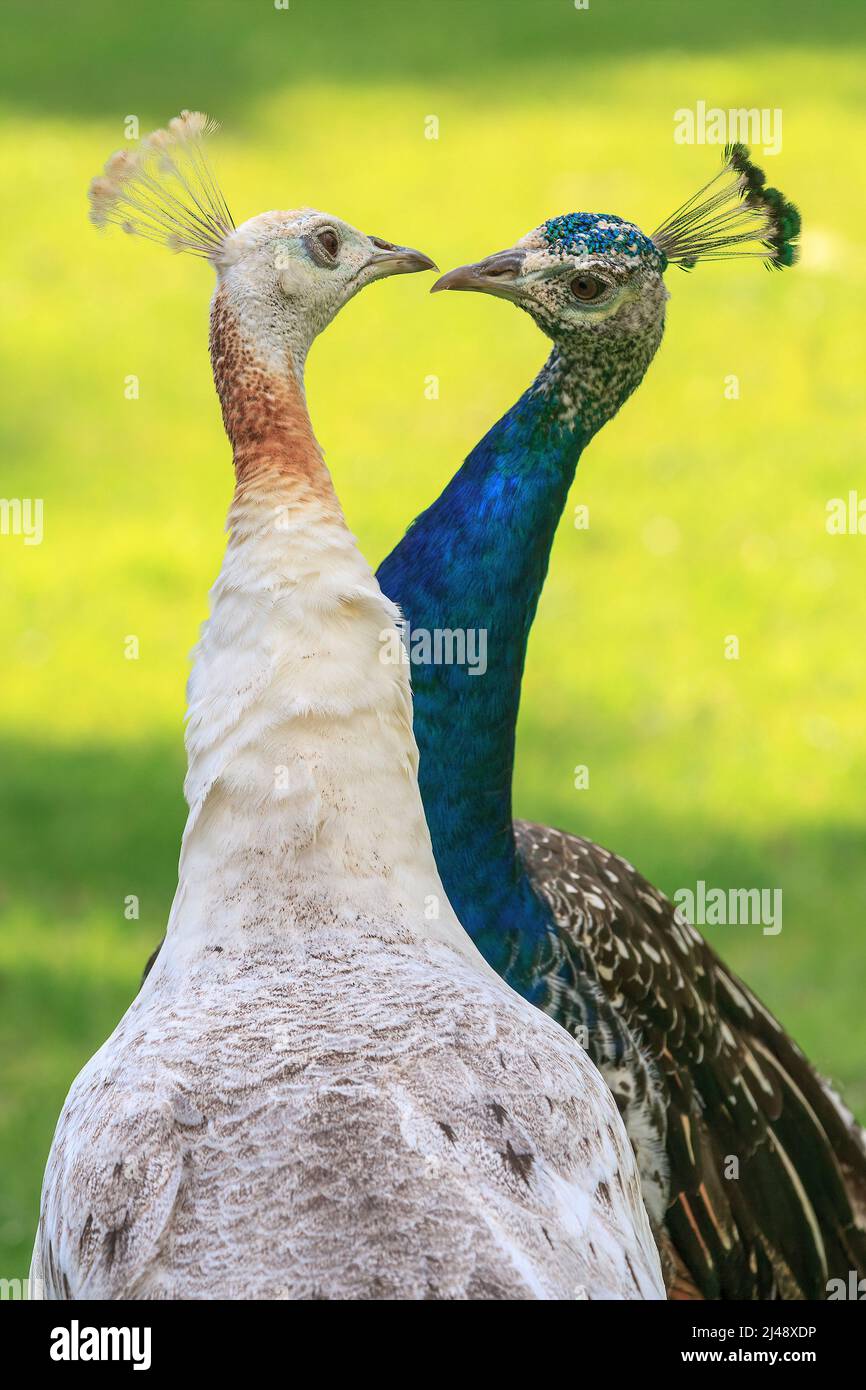 Un pavone blu e un pisello bianco 'bacio' durante un rituale di corteggiamento Foto Stock