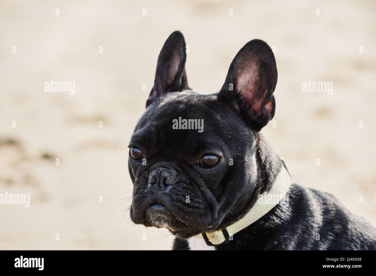Carino nero francese Bulldog cucciolo in vista di profilo su una spiaggia Foto Stock