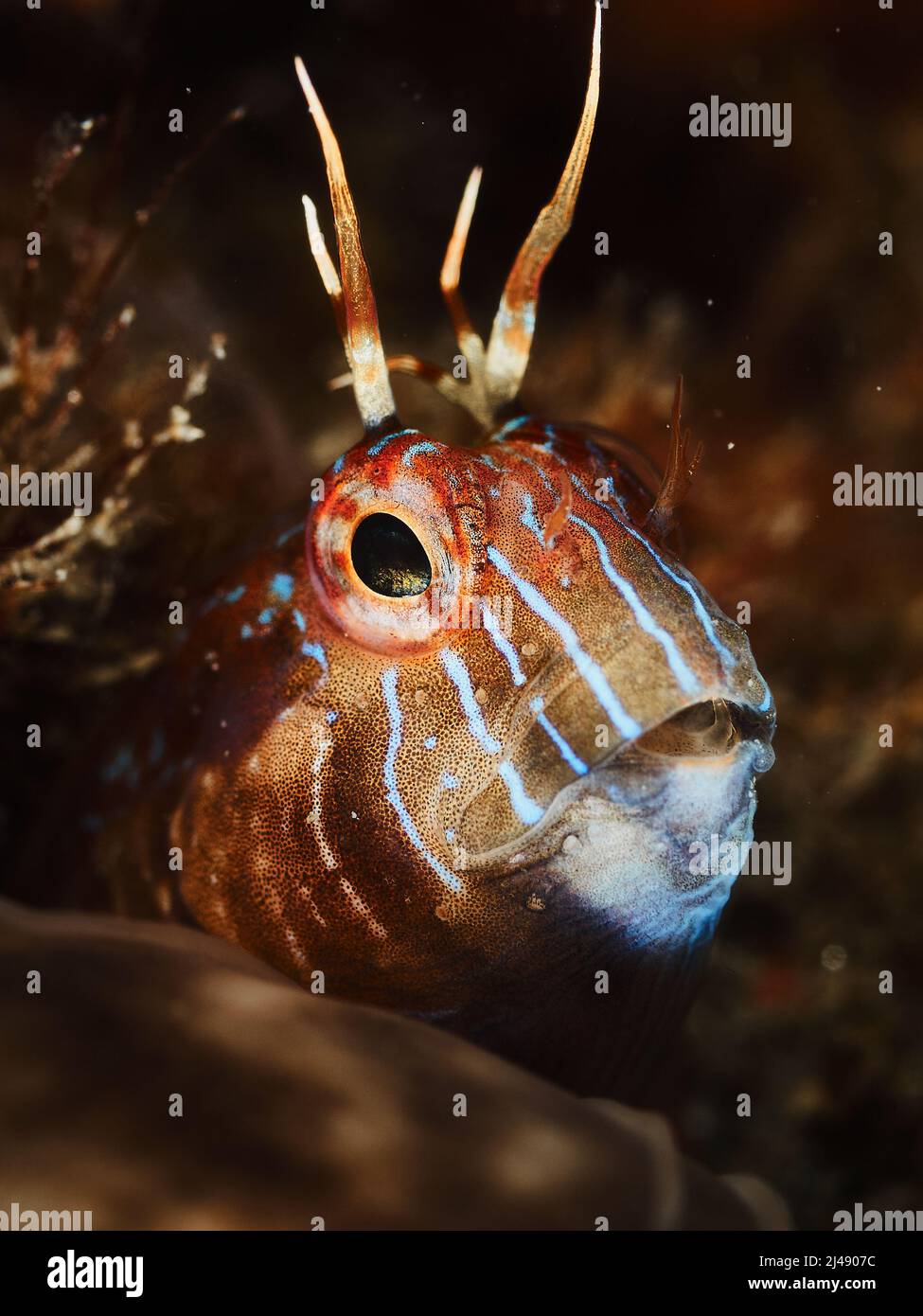 Ritratto di un parablennius rouxi. Gli adulti si presentano nella zona litoranea poco profonda alla zona oltre l'influenza dei movimenti dell'acqua, sopra le rocce leggere Foto Stock