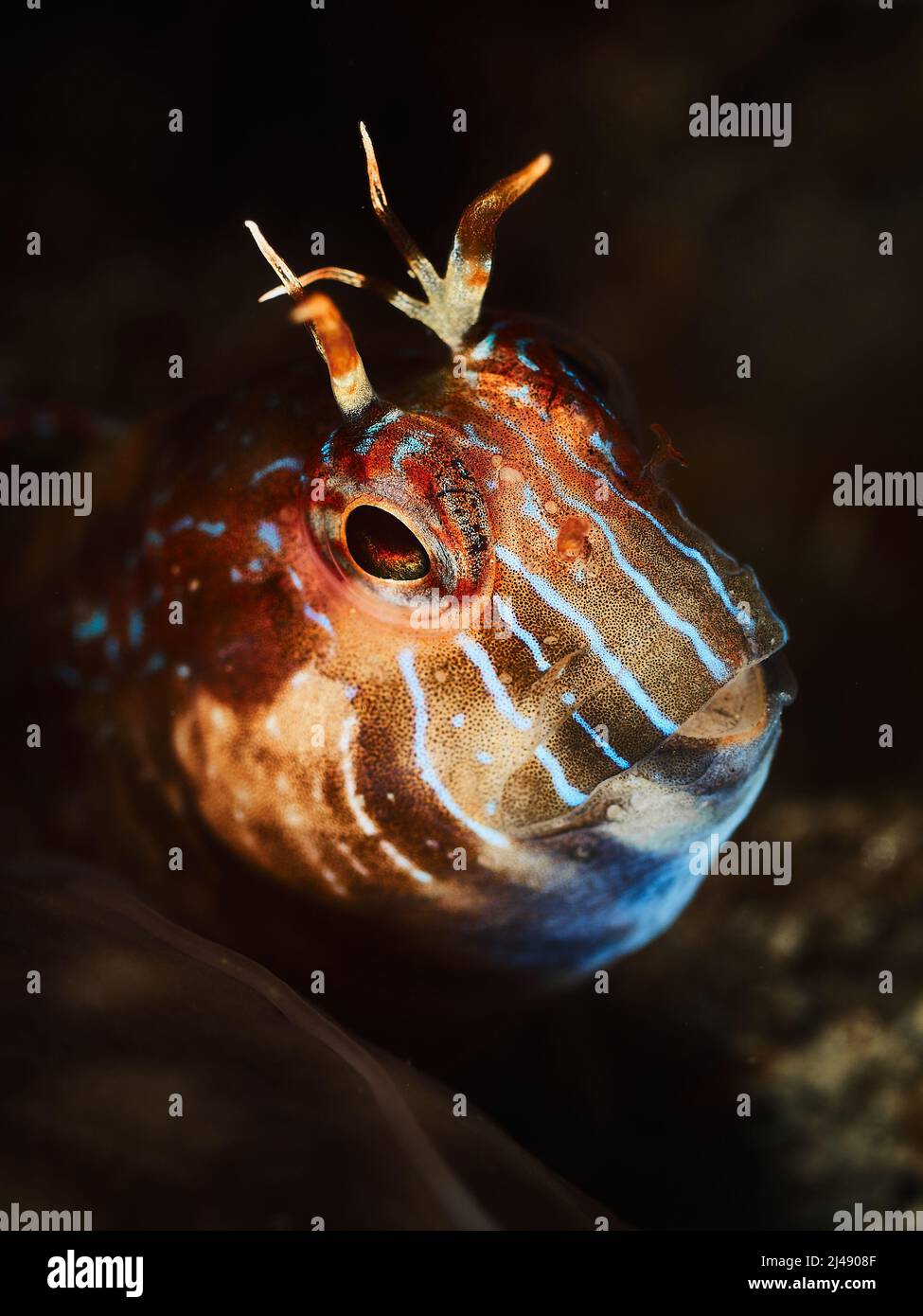 Ritratto di un parablennius rouxi. Gli adulti si presentano nella zona litoranea poco profonda alla zona oltre l'influenza dei movimenti dell'acqua, sopra le rocce leggere Foto Stock