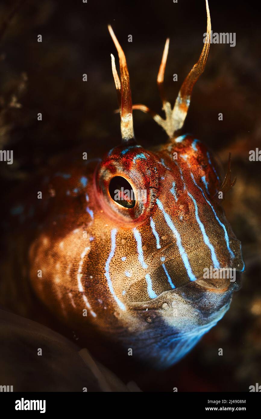 Ritratto di un parablennius rouxi. Gli adulti si presentano nella zona litoranea poco profonda alla zona oltre l'influenza dei movimenti dell'acqua, sopra le rocce leggere Foto Stock