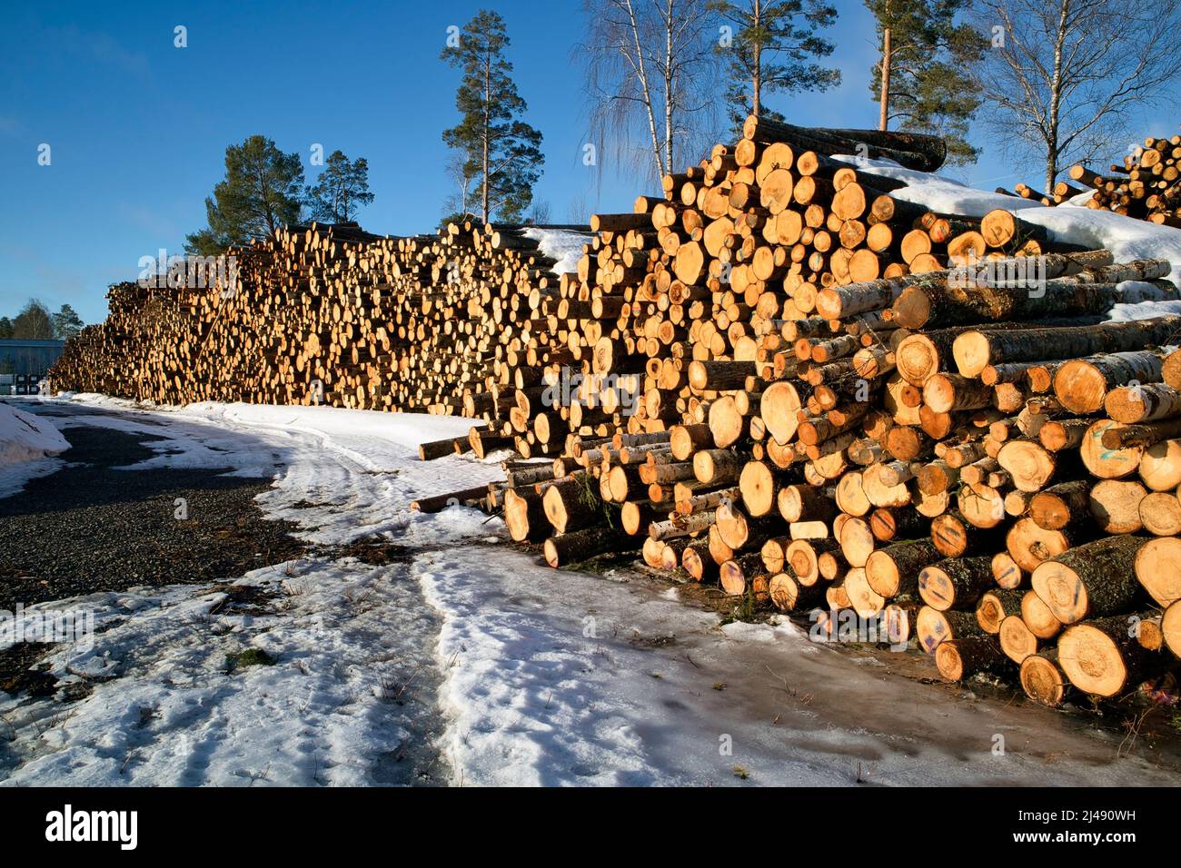 Pile di tronchi d'albero pronti per il trasporto in primavera, Finlandia Foto Stock