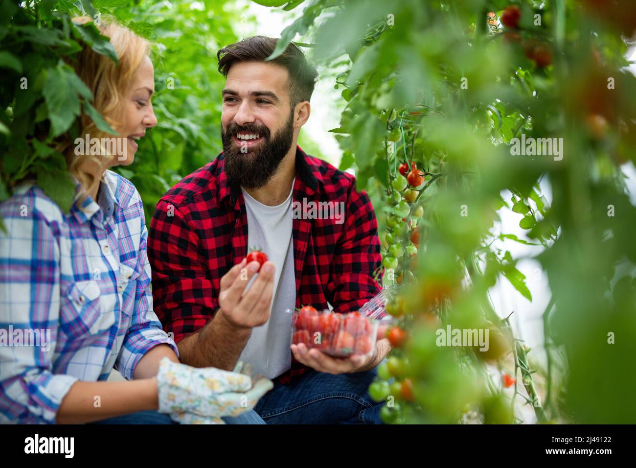 Il team amichevole raccoglie verdure fresche dal giardino serra sul tetto Foto Stock