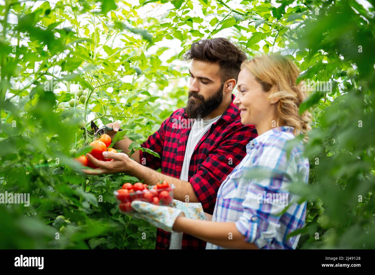 Il team amichevole raccoglie verdure fresche dal giardino serra sul tetto Foto Stock