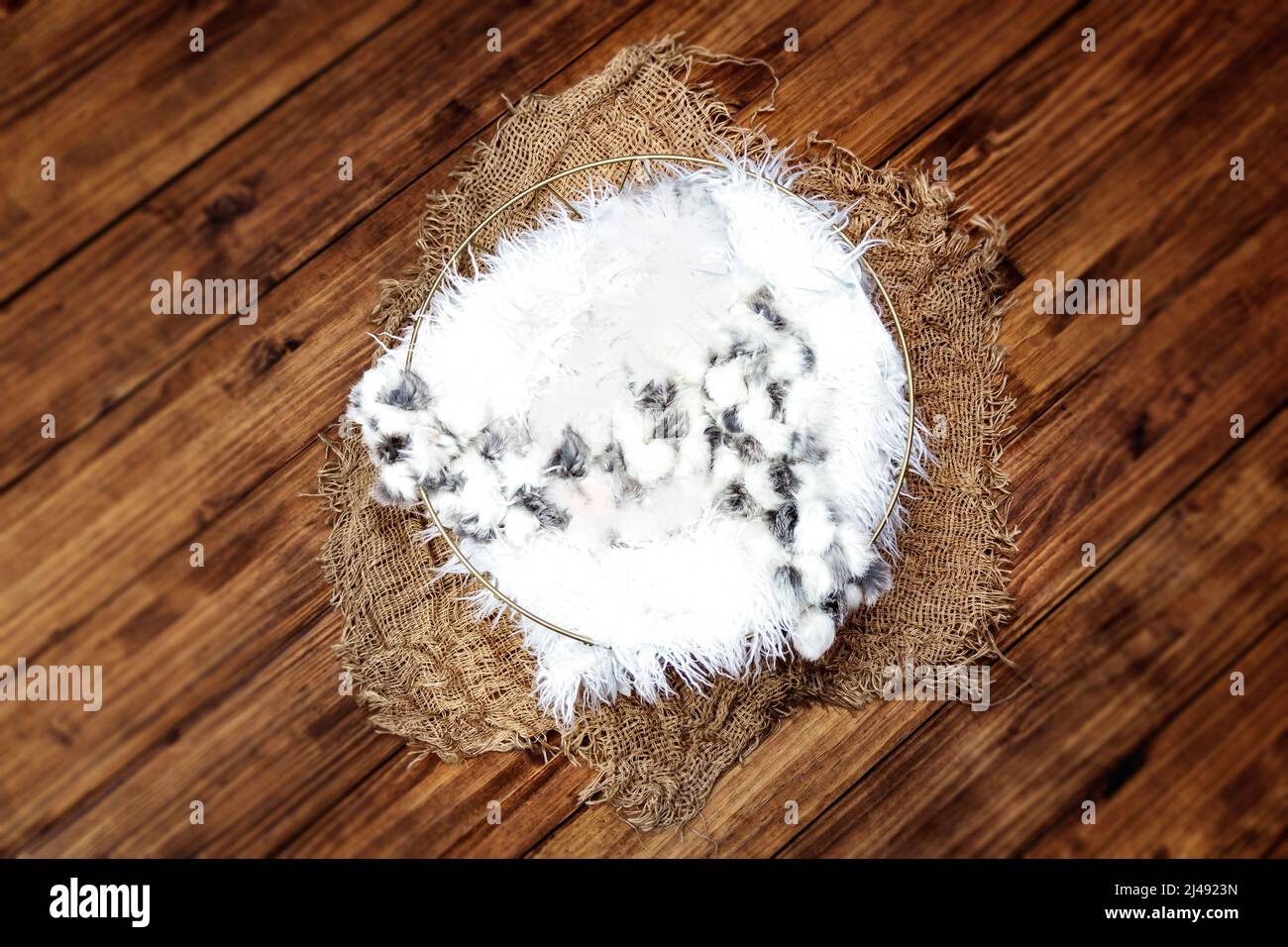 Neonata Fotografia Digital background Nest con stucco bianco su pavimento in vero legno Foto Stock