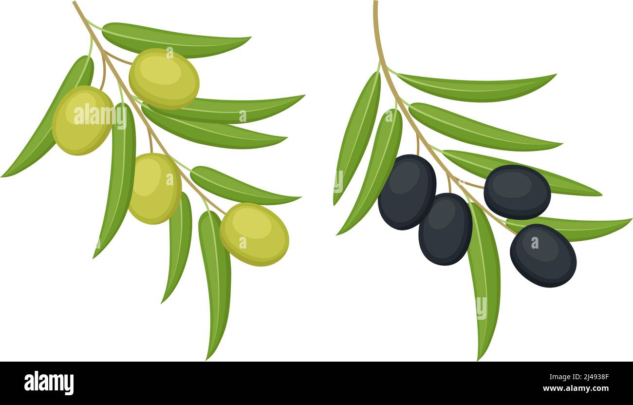 Olive nere e verdi. Rami di olive isolati su sfondo bianco. Illustrazione vettoriale Illustrazione Vettoriale