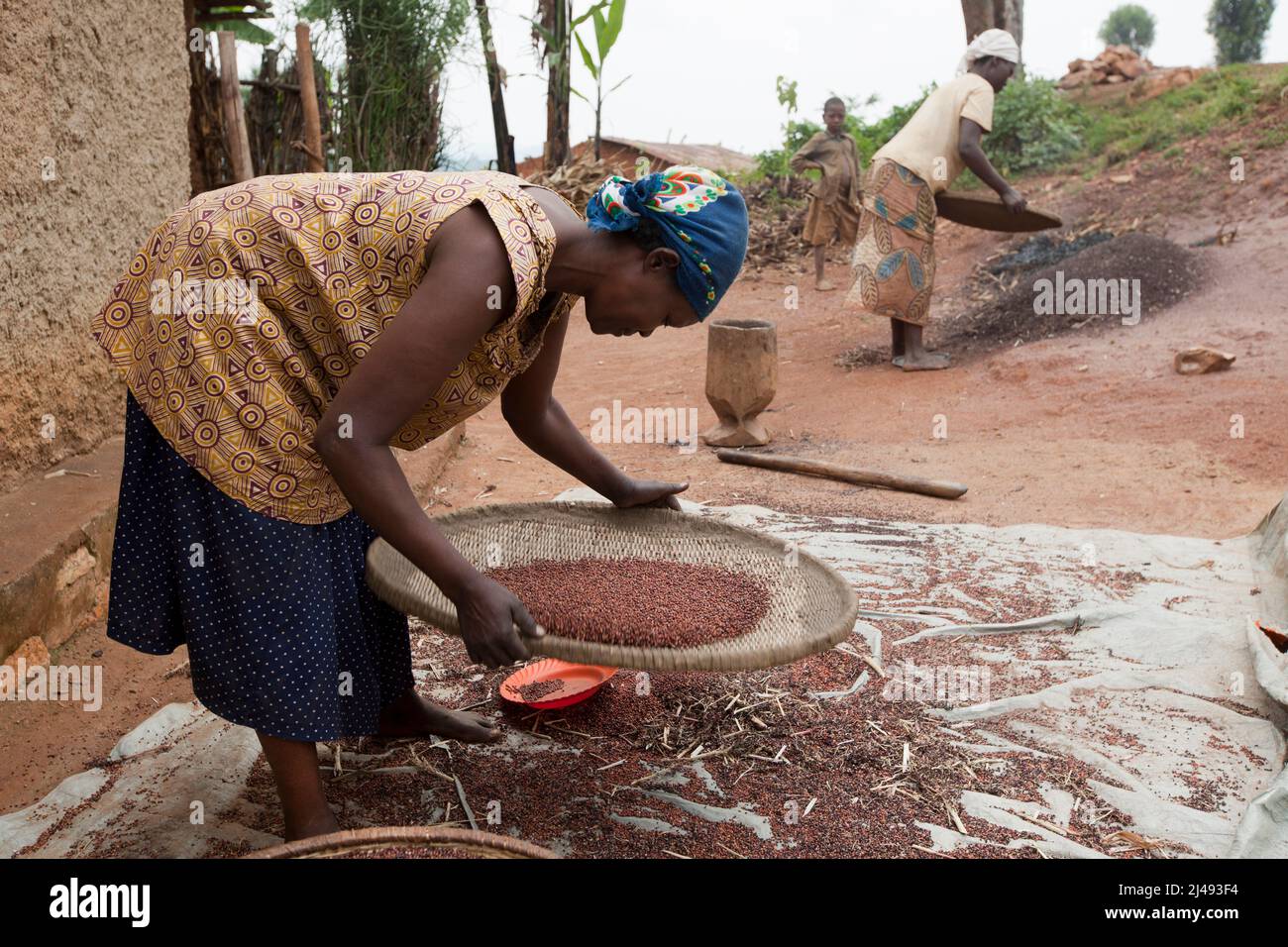 Epiphanie Mukamusoni, 60 anni, incontra la cognata Epiphanie Mukamunana che sta vinando il sorgo. Epiphanie Mukamusoni è sulla sua strada per il mercato locale, una passeggiata di due ore, portando 2 chili di fagioli da vendere e 3 chili di semi di girasole sta andando avere terra. Lei farà questa farina per fare una salsa per i fagioli. Epiphanie Mukamusoni, 60 anni, è una vedova con due figlie cresciute e un nipote, Mbazei Sector, Huye. Epifania ha ottenuto una mucca dal programma ARDI. Il concime dalla mucca l'ha aiutata a produrre un raccolto migliore. L'Involement con il programma ha anche portato in più vicino c Foto Stock