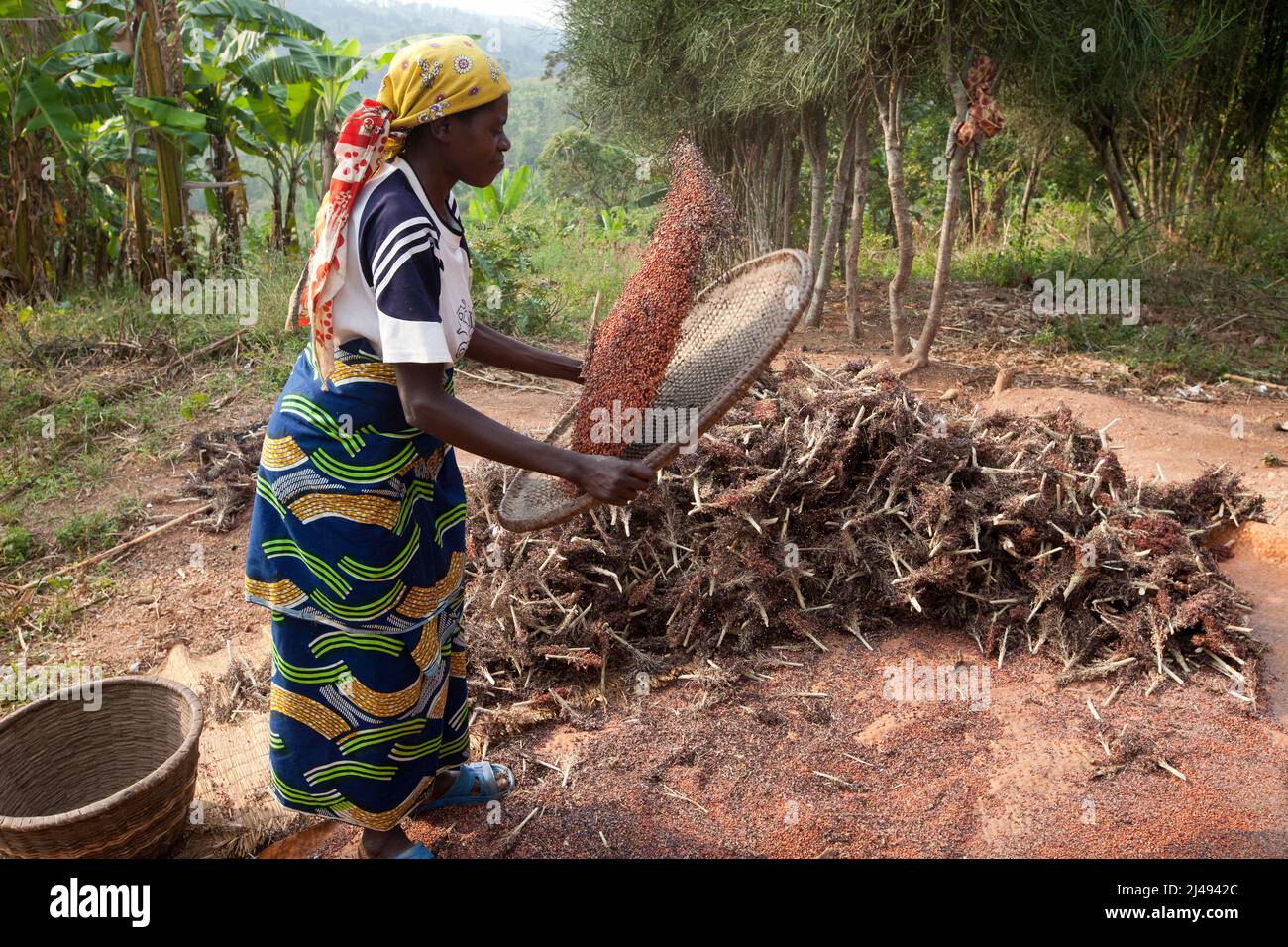 La moglie di Jean Bosco Ngabonziza che produce grano, il Ruanda rurale. Hanno 5 figli, selezionati per il programma ARDI perché era molto povero, dice che il progetto ha cambiato mentalità e con la formazione la sua produzione agricola è aumentata. Ora i suoi figli vanno a scuola. La sua nuova casa fu pagata vendendo 6 capre allevate dalle capre che gli erano state date. Foto Stock