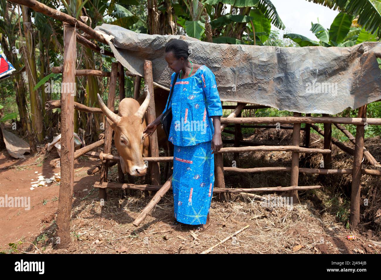 Paskazi Mukasangwa, 60 con la sua mucca. È madre di 7 bambini, ora un'operatrice sanitaria comunitaria per la salute materna e nascente. Suo marito in prigione per 30 anni per crimini di genocidio, Mbazei settore, Huye disrict. Il coinvolgimento nel progetto le ha portato una mucca e ha aumentato significativamente la produttività della sua terra. Fotografia di Mike Goldwater Foto Stock