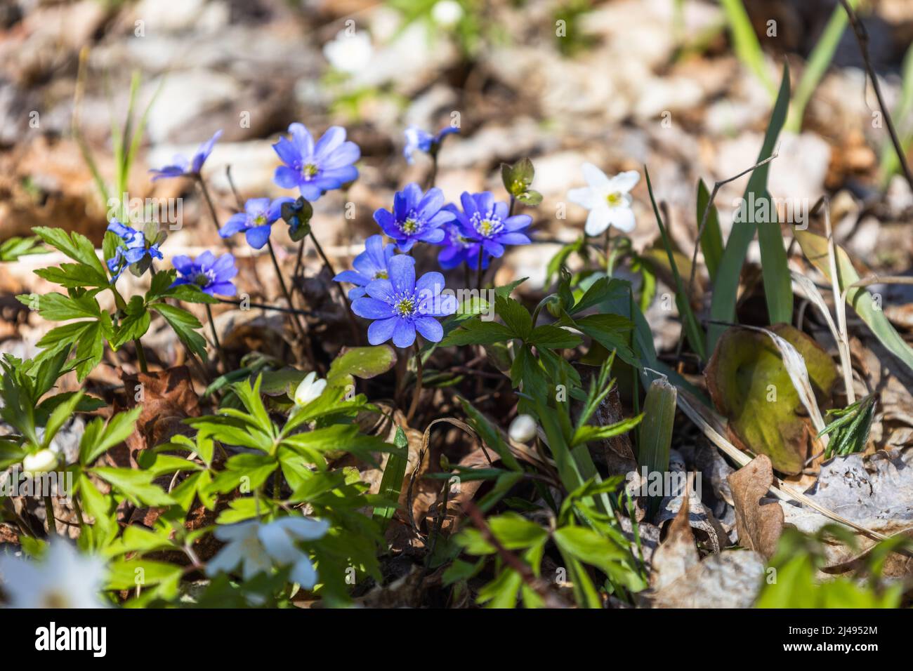 Fiore viola e bianco di Hepatica Nobilis in fiore all'inizio della primavera Foto Stock