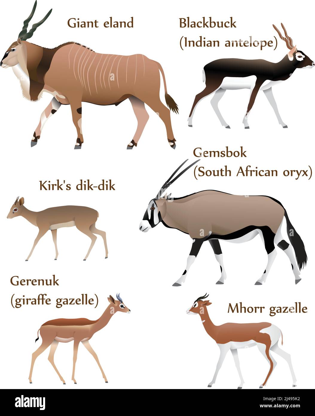 Raccolta di diverse specie di antilopi a colori: Terra gigante, nero, gemsbok, dik-dik di kirk, gerenuk, gazzella del mhorr Illustrazione Vettoriale