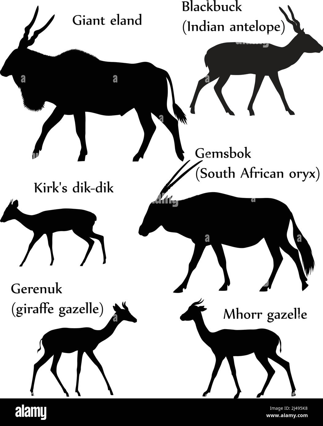 Collezione di diverse specie di antilopi in silhouette: Terra gigante, nero, gemsbok, dik-dik di kirk, gerenuk, gazzella del mhorr Illustrazione Vettoriale