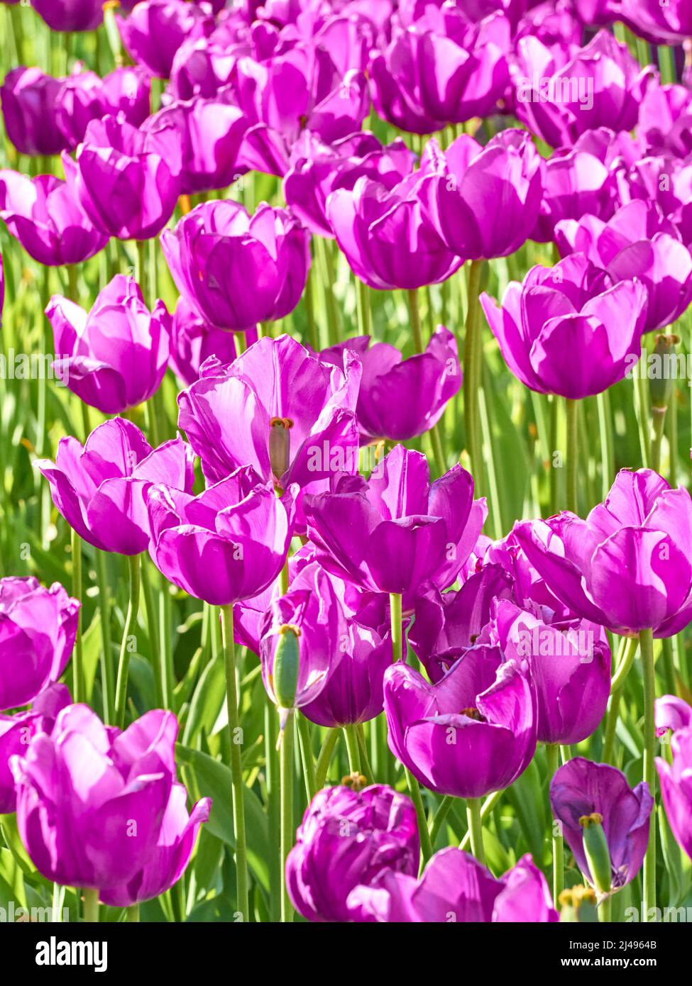 Tulipani viola scuro in luce solare brillante nel giardino. Foto Stock
