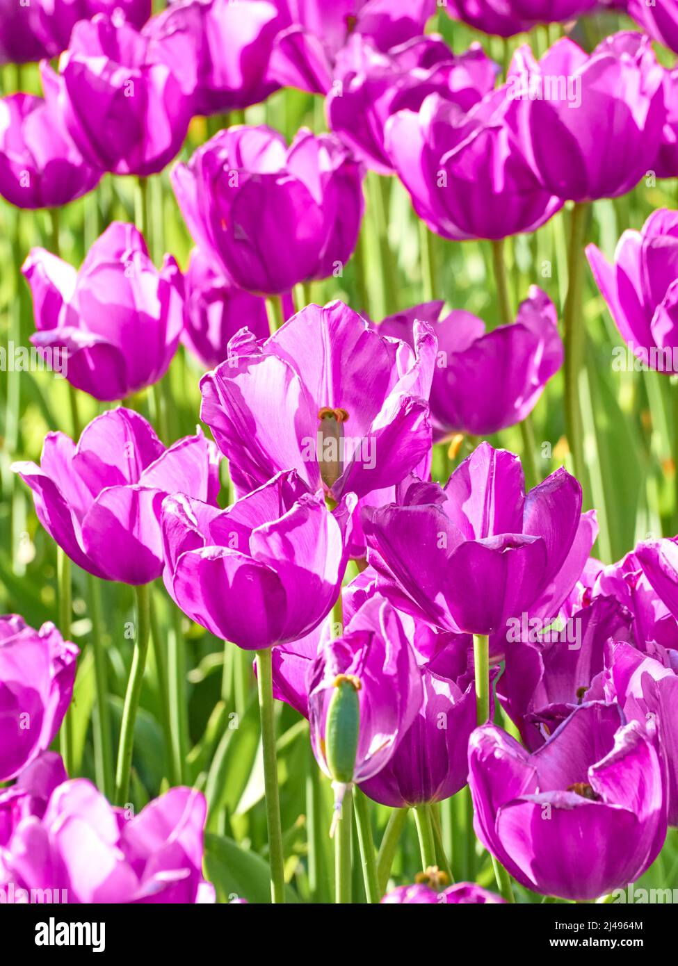 Tulipani viola scuro in luce solare brillante nel giardino. Foto Stock
