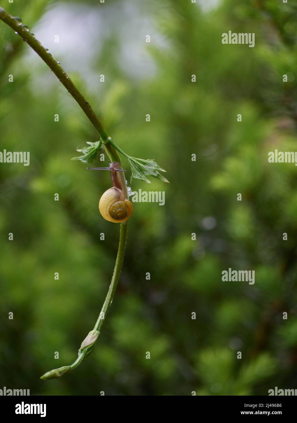 Una lenta chiocciola d'uva si arrampica sulla vite. Bella bokeh sullo sfondo. Foto Stock