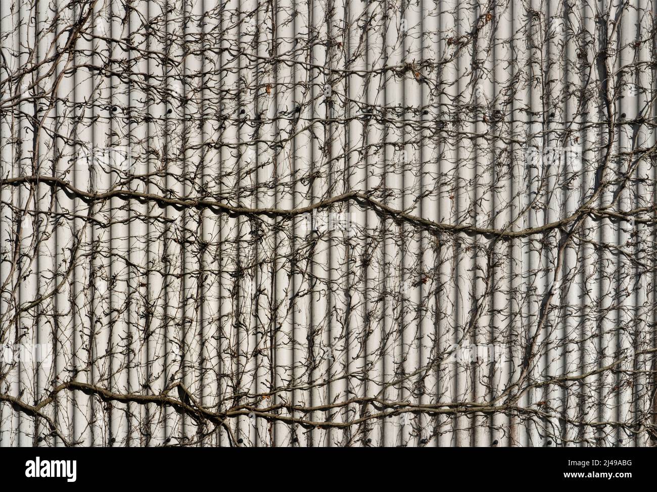 Rivestimenti per facciate con piante rampicanti, Germania, Europa Foto Stock