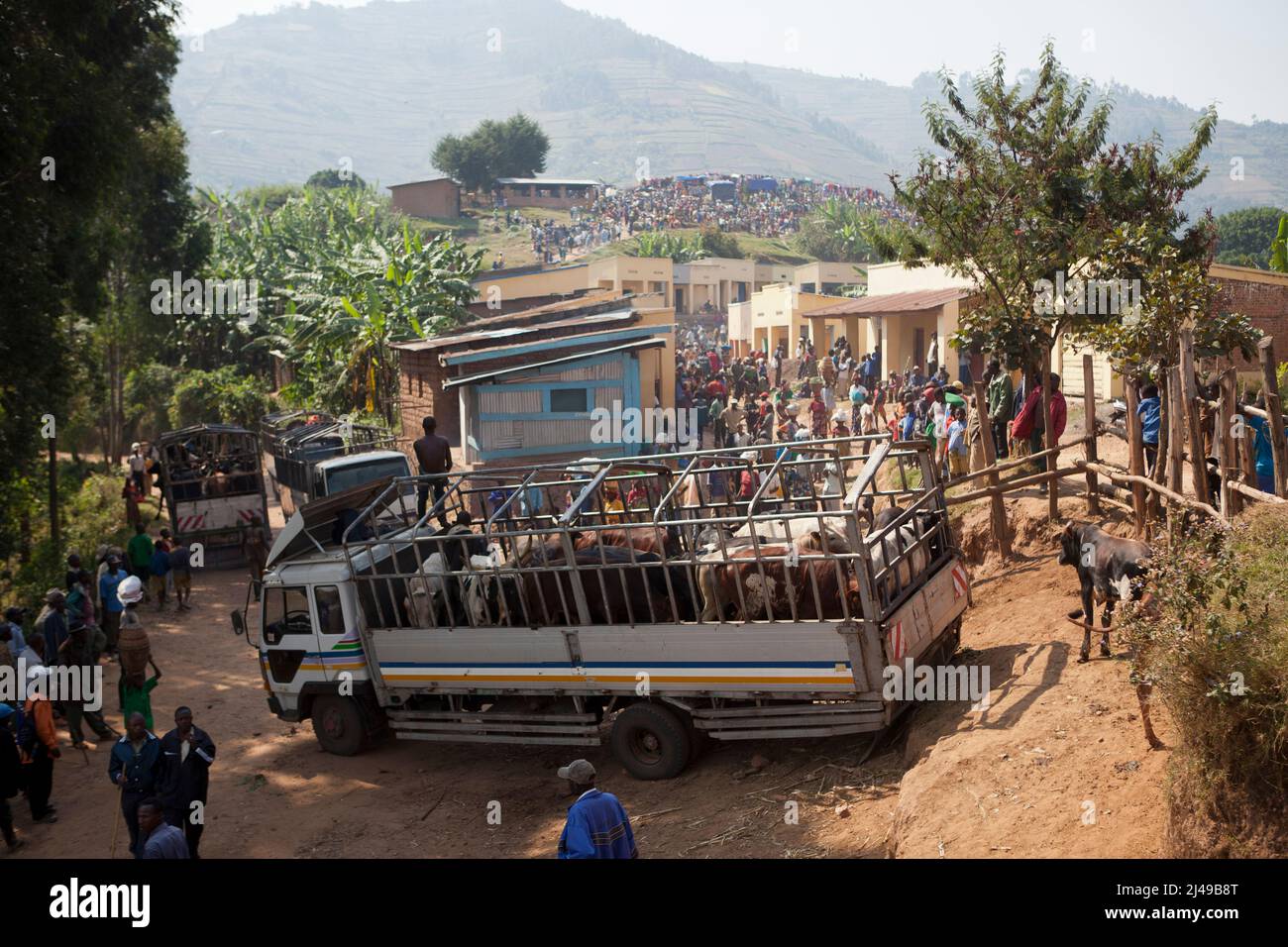 Un camion si sposta con bestiame acquistato al mercato del villaggio di Bushoka, Gasiza cella, Kivuruga settore, Gakenke disrict. Fotografia di Mike Goldwater Foto Stock