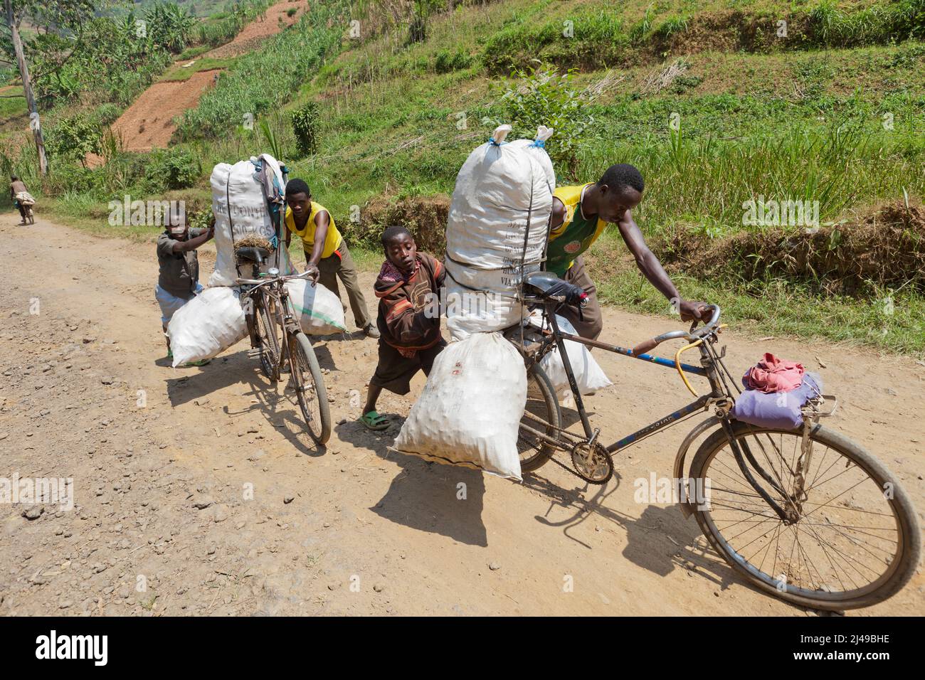 Le persone spingono le biciclette cariche di prodotti nel lungo viaggio verso la città per la vendita, Gasiza cell, Kivuruga settore, Gakenke disrict. Fotografia di Mike Goldwater Foto Stock