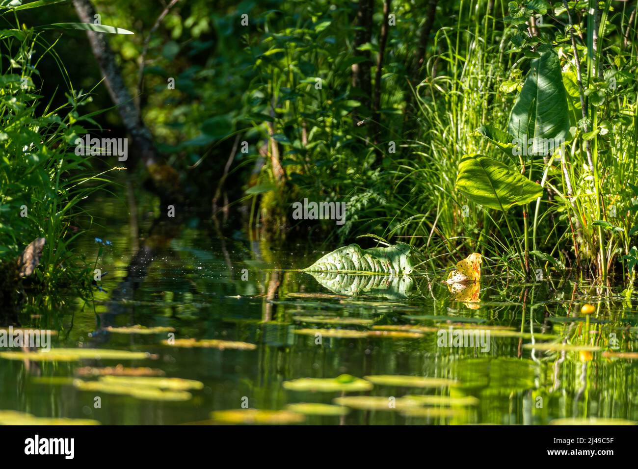 canne e verdi sull'acqua, i verdi del giglio d'acqua sul fiume, da vicino Foto Stock