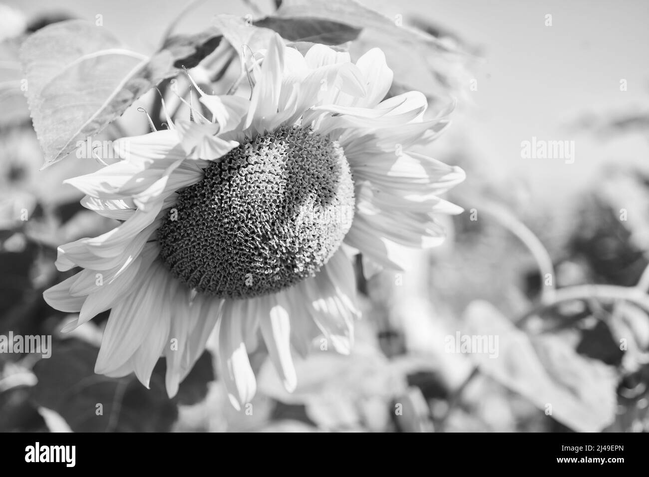 bellissimo fiore giallo di girasole. grande girasole da vicino. estate natura bellezza. Giardinaggio di bellezza Foto Stock