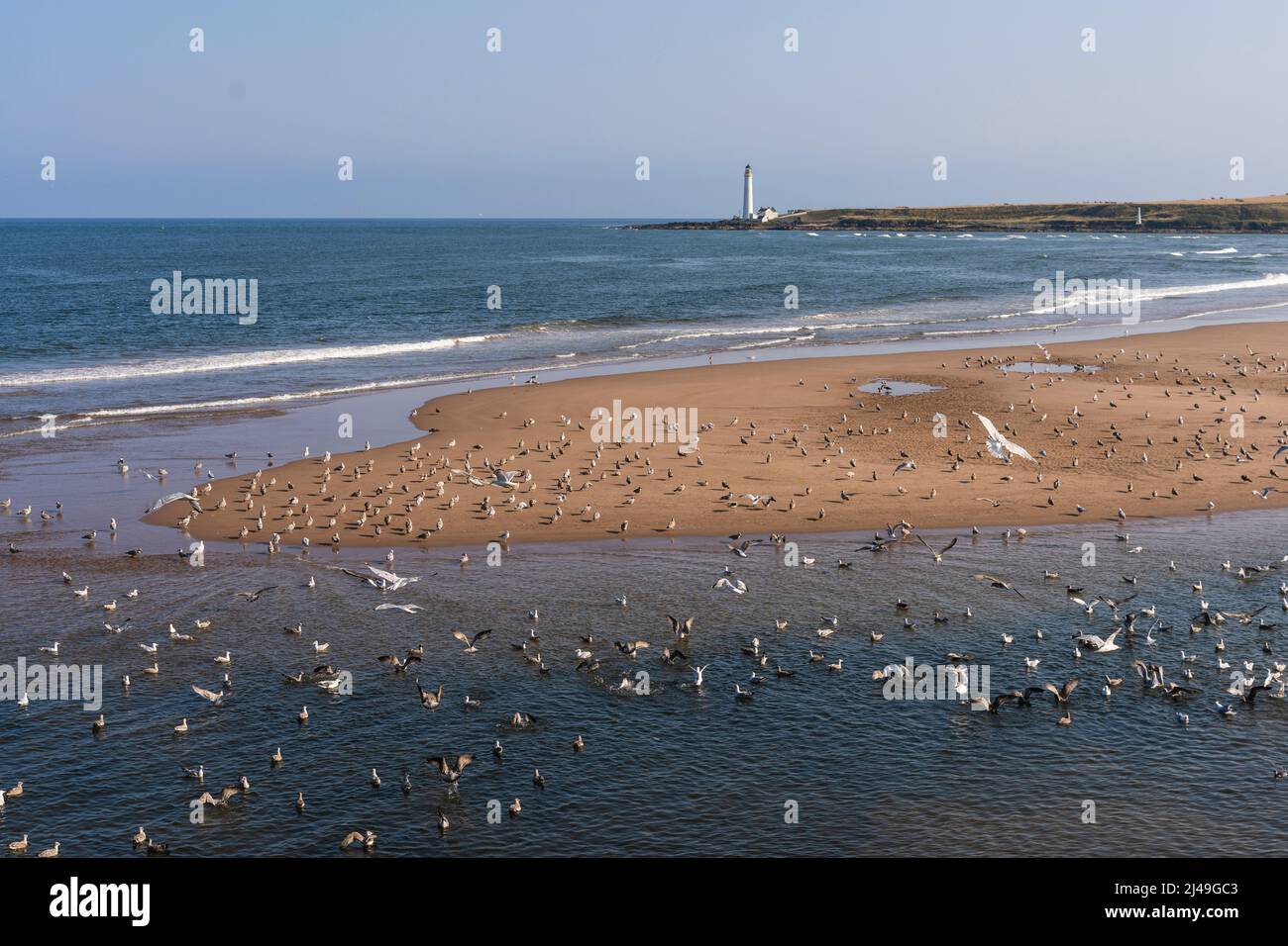 L'avifauna dell'estuario alla spiaggia di Montrose con il faro scurdie ness Foto Stock