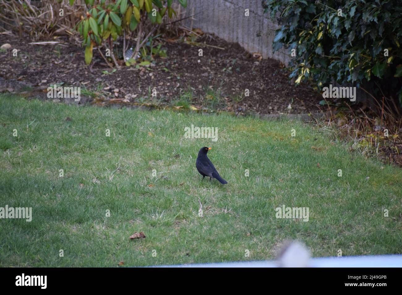 blackbird sul prato Foto Stock