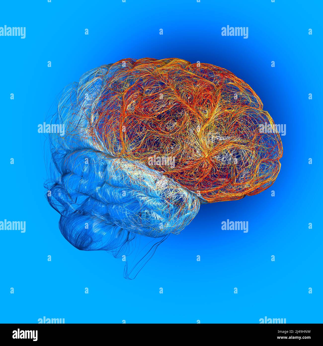 Cervello, il lobo frontale è situato nella parte anteriore di ogni emisfero cerebrale, contiene la maggior parte dei neuroni dopaminici nella corteccia cerebrale Foto Stock