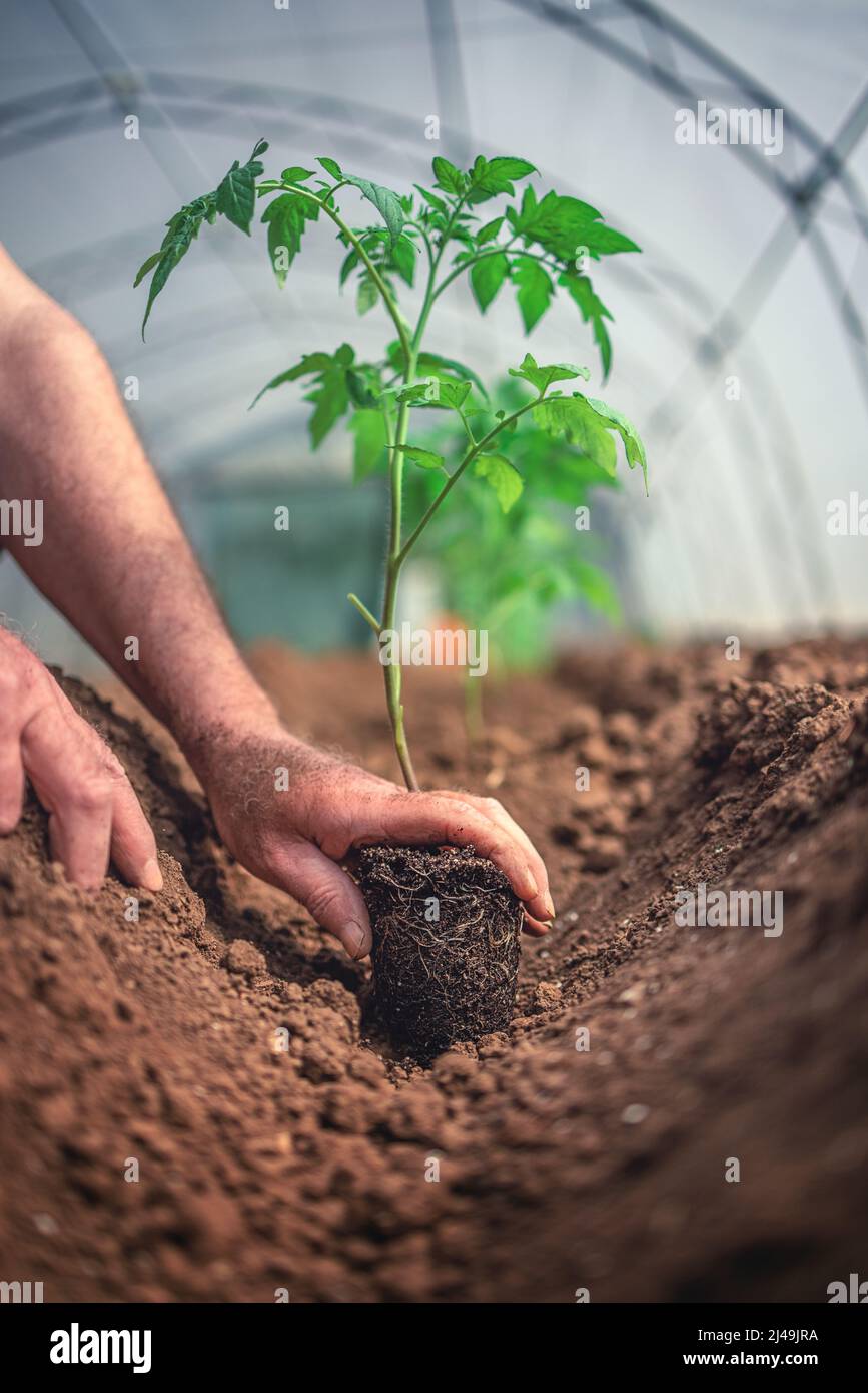 Coltivatore che tiene pianta di pomodoro in serra, ortaggi biologici coltivati in casa. Foto Stock