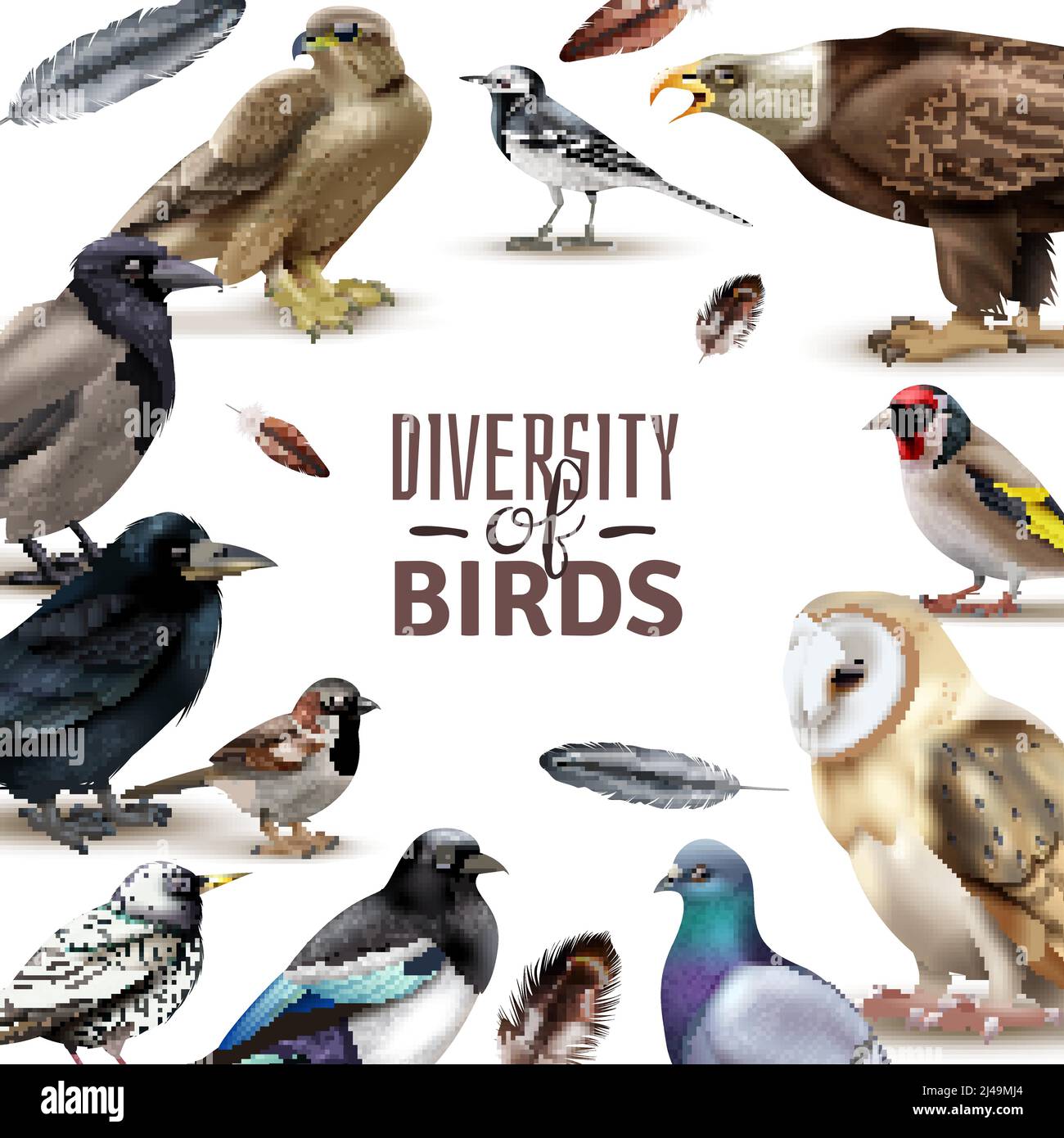 Uccelli cornice con immagini colorate di uccelli realistici con vari specie che circonda l'illustrazione vettoriale di testo ornato modificabile Illustrazione Vettoriale