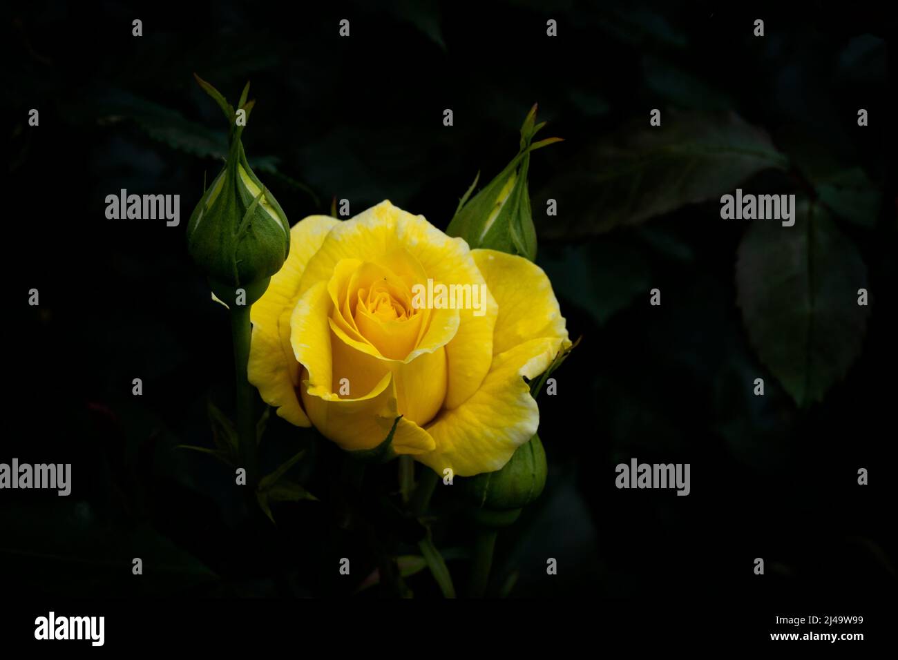 Primo piano petali di rosa gialli Foto Stock