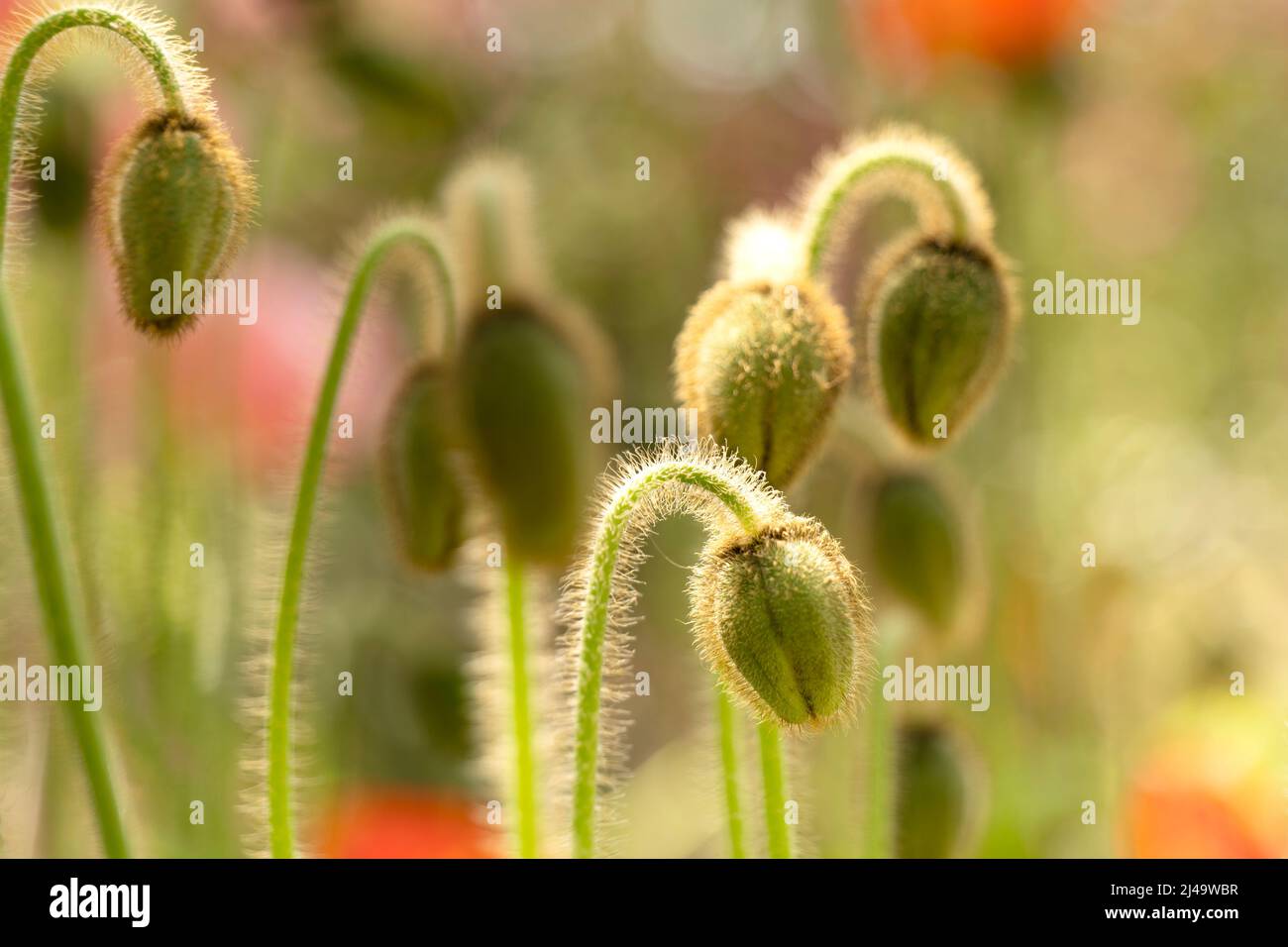 Primo piano papavero fiore germoglio con sfondo bokeh Foto Stock