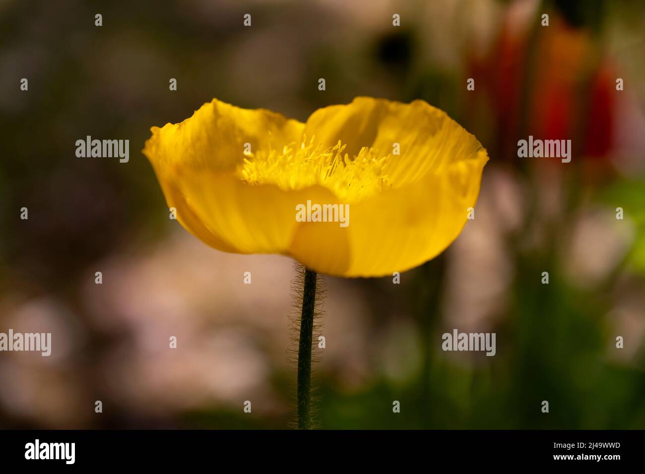 Fiore di papavero giallo con sfondo bokeh Foto Stock