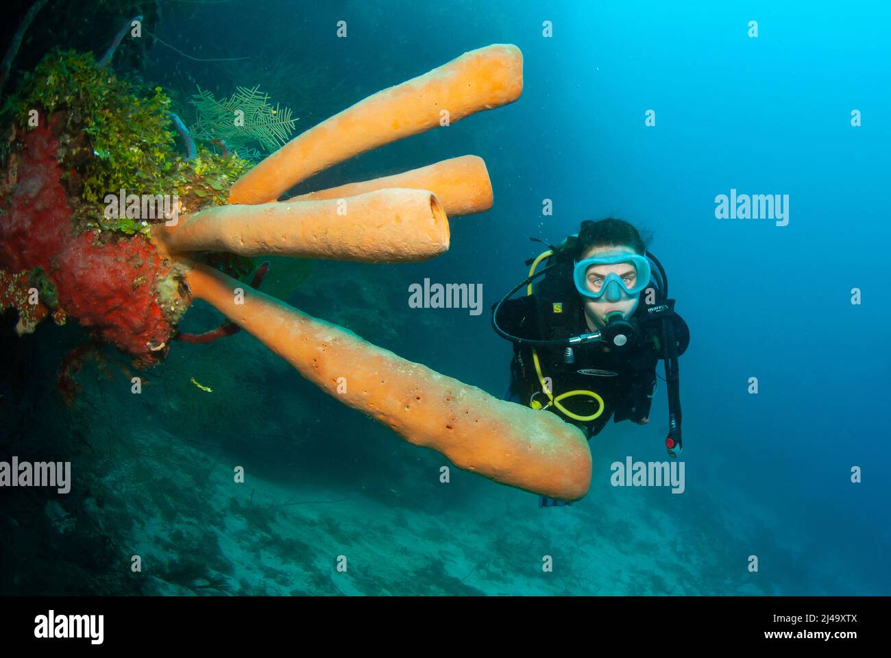 Spugna per tubi con subacqueo Foto Stock
