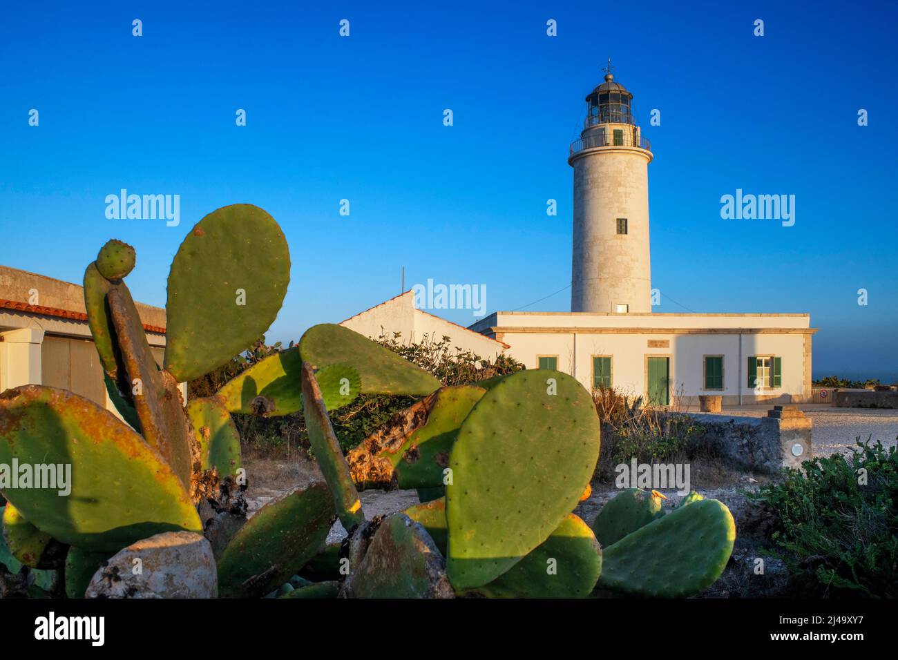Cactus impianti nel faro far de la Mola, Formentera, Isole Baleari, Spagna Foto Stock