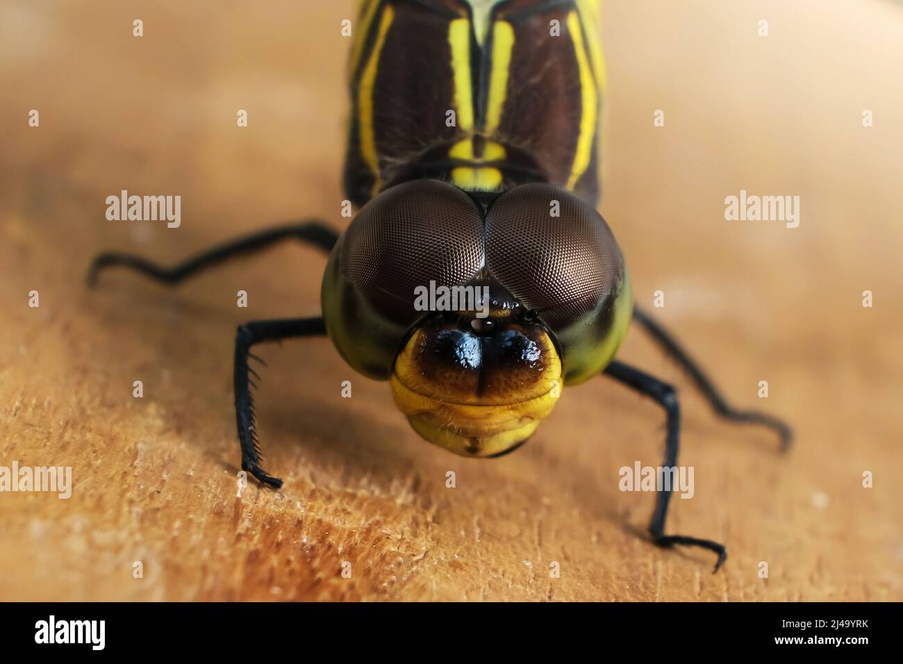 Foto macro, dettagli dell'occhio del corpo. Dragonfly in habitat naturale utilizzando come sfondo o carta da parati. Il concetto per scrivere un articolo. Foto Stock