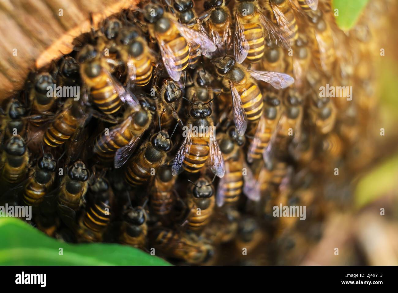 Macro shot, uno sciame di api da miele. Api in habitat naturale. Coltivazione di api. Il concetto per il commercio del miele. Foto Stock